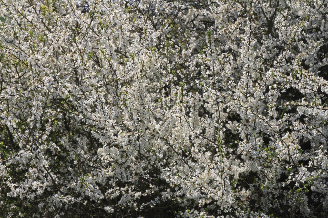 Ferienwohnung Am Weltnaturerbe Grumsin Ziehten Zewnętrze zdjęcie