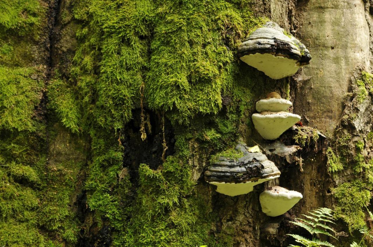 Ferienwohnung Am Weltnaturerbe Grumsin Ziehten Zewnętrze zdjęcie